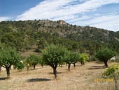Orchard